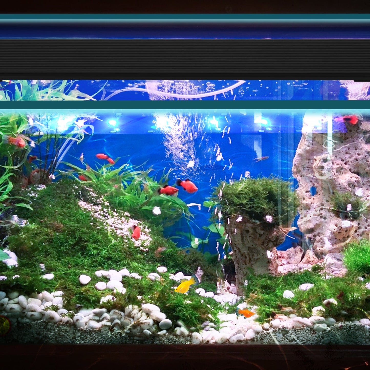 LED Aquarium Beleuchtung Weiß Blau Licht